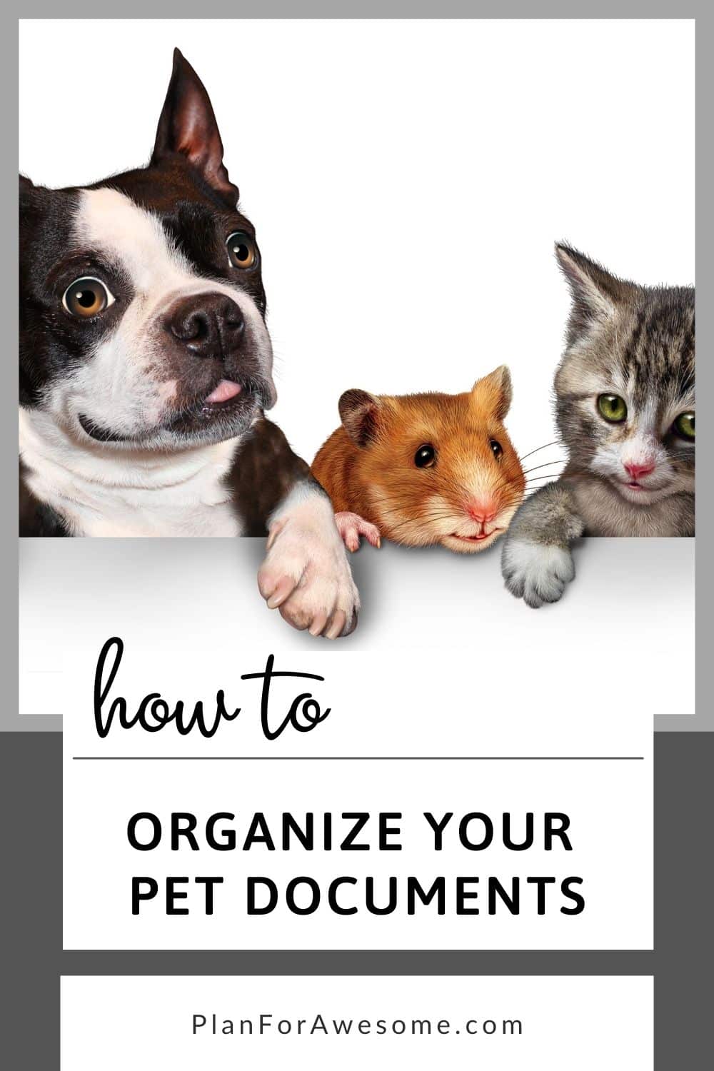 How to Organize Your Pet Documents - Plan for Awesome