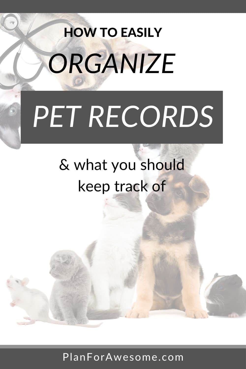 How to Organize Your Pet Documents Plan for Awesome