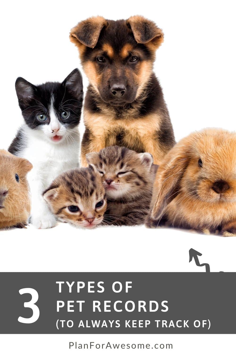 How to Organize Your Pet Documents - Plan for Awesome
