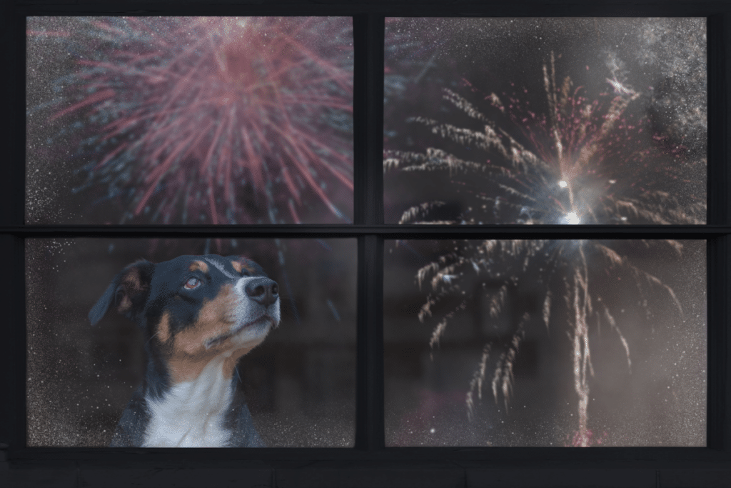 beagle looking out a window at fireworks.